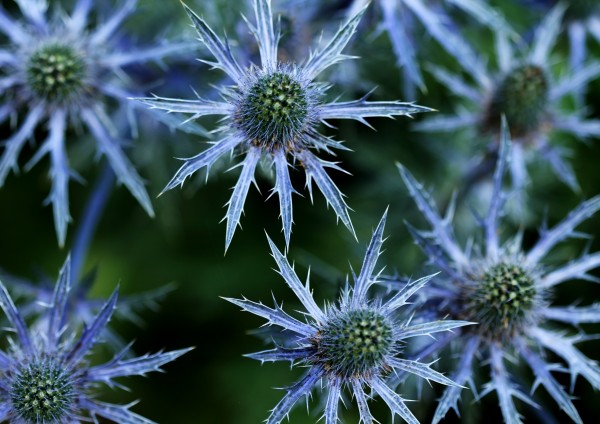 Prickly Blue Stars by Deb Oppermann